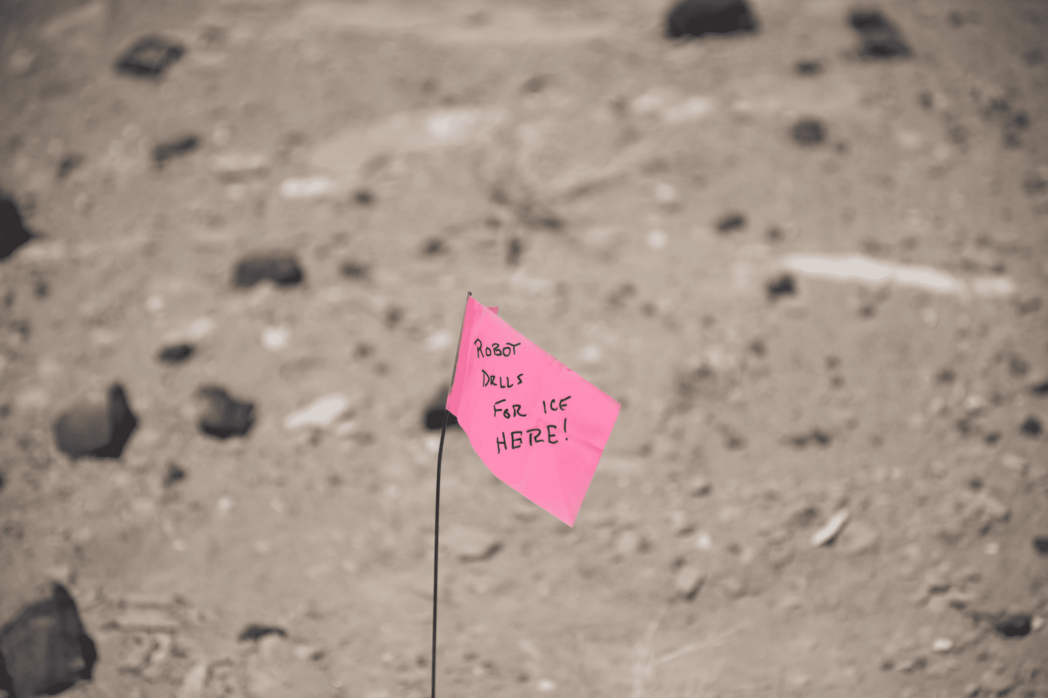 A pink flag planted in the ground in New Mexico's Potrillo Volcanic Field