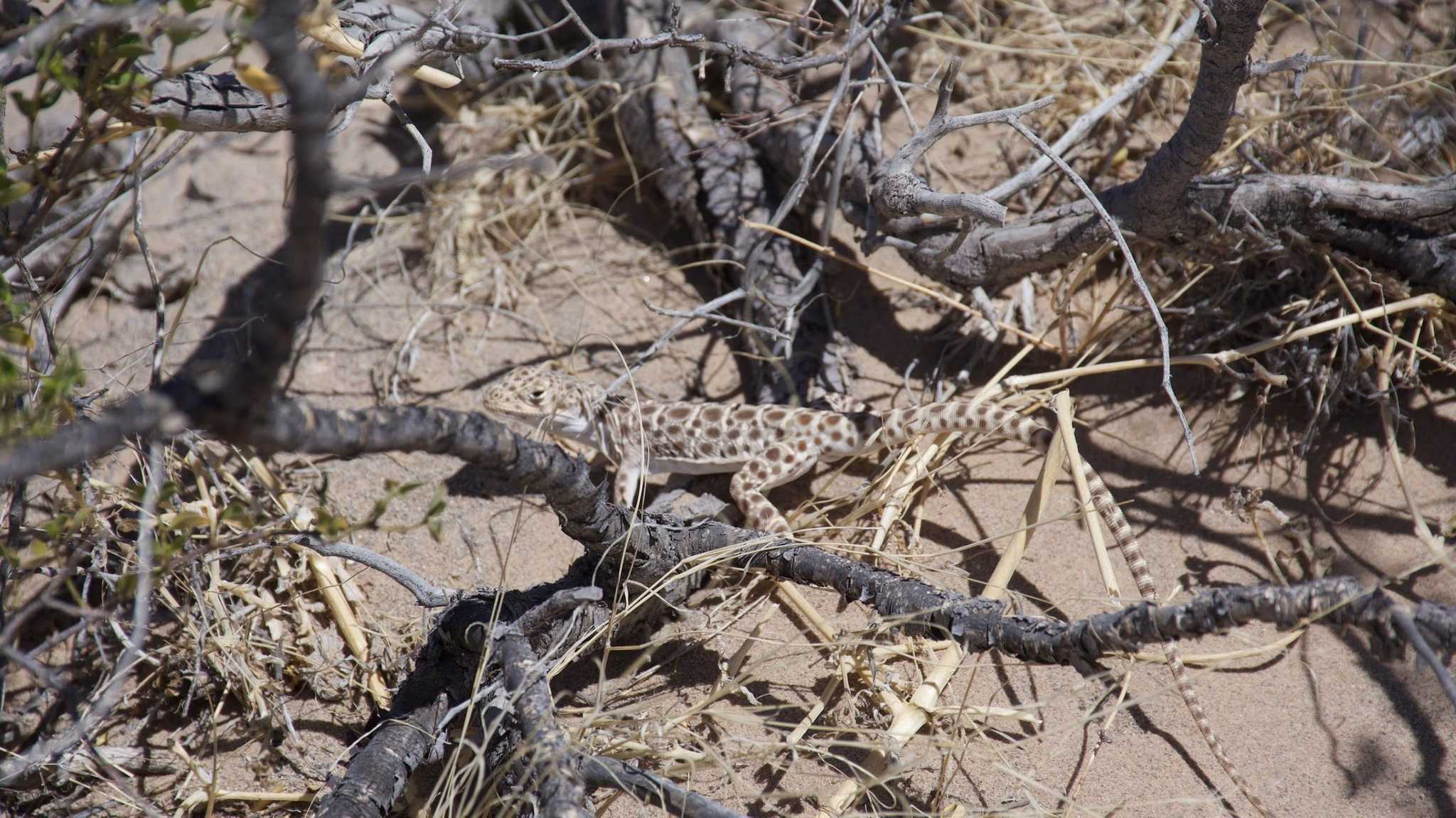 With alleged scorpions, snakes, and rabbits lurking out of sight, this lizard appeared unafraid to be caught basking in the 80-degree sun.