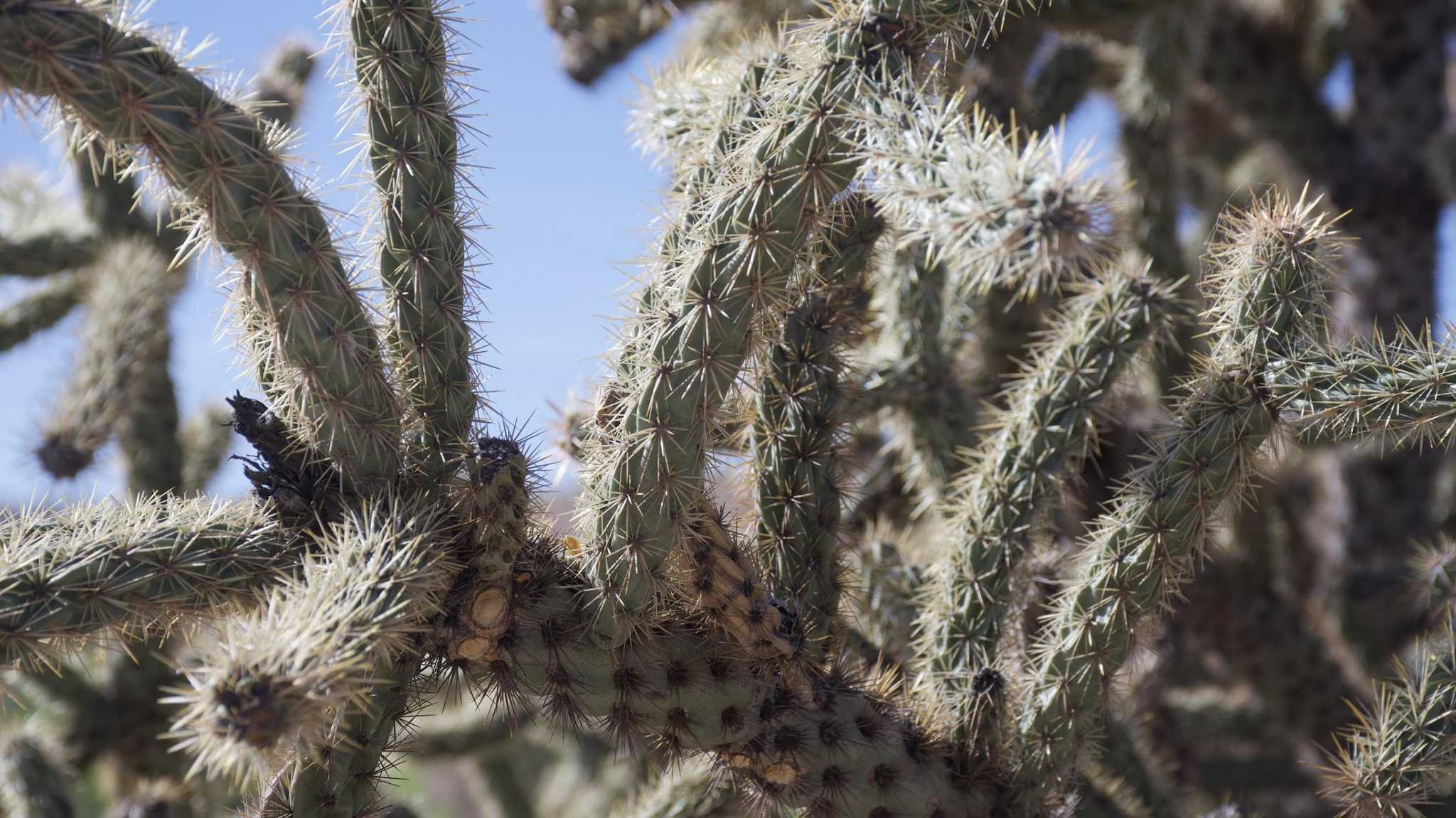 One of many cactus plants found at Kilbourne Hole.